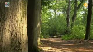 Natuur in de stad  Bergen op Zoom [upl. by Otrebire185]