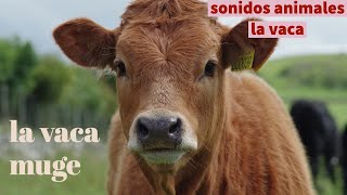 Sonidos animales la vaca muge mugido de vaca [upl. by Jonati]