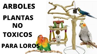 Árboles y plantas no tóxicos para loros  aves  psitácidos [upl. by Thgiwd521]