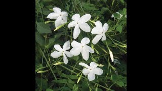 776  Grow amp care Chameli Jasmine Grandiflora Royal Jasmine Janti Spanish or Italian Jaismine [upl. by Enimzzaj]