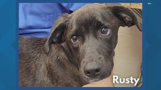 Local animal care service desperately searching for homes for puppies after Parvo outbreak scare [upl. by Nylsirk]