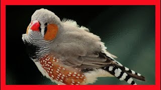 Zebra Finch Song Zebra Finch Call Zebra Finch Sound Call Chirp Vocalization Taeniopygia Guttata [upl. by Aicilihp529]