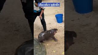 quotหมูเด้งquot โดนเพี๊ยะเดียว หูดุ๊กดิ๊ก หมูเด้ง ฮิปโป moodeng hippo babyhippo สวนสัตว์เขาเขียว [upl. by Lerad]