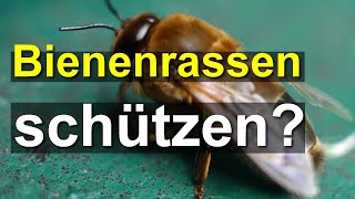 Bienen Rassen schützen BuckfastZucht zerstört NaturBienen Zuschauerfrage zu Unterarten [upl. by Gader604]