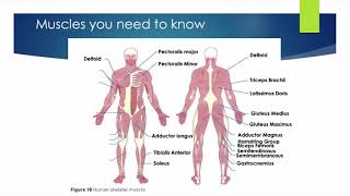 AQA GCSE PE Antagonistic pairs [upl. by Aikim846]