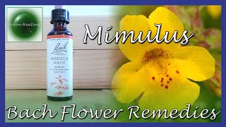 Mimulus  For Known Fears Bach Flower Remedies Green Healing S3E30 [upl. by Gala]