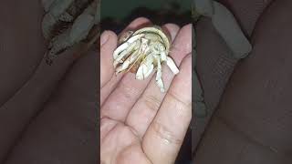 KELOMANG PERLATUS PUTIH❗UMANG UMANG LANGKA KELOMANG WARNA WARNI WHITE coenobita hermitcrab [upl. by Elset]