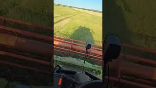 Weizen Dreschen mit Claas Lexion 740 Vario 770 [upl. by Udale]