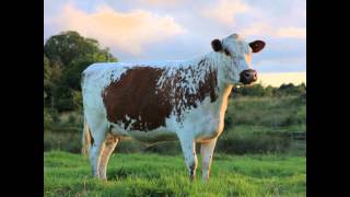 A Short History of Irish Moiled Cattle [upl. by Adnohsed]