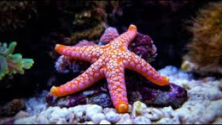 How starfish eat its food Weird way of eating Amazing facts about starfish  Seastar  Digestion [upl. by Tryck48]