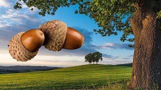 Propiedades medicinales de un árbol sagrado El Roble Quercus Robur las bellotas y las agallas [upl. by Harman]