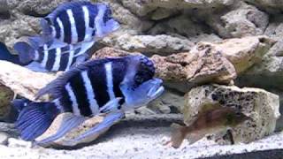 Cyphotilapia gibberosa blue Zaire Moba [upl. by Hurst]