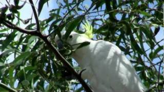 Sulphurcrested Cockatoo Cacatua galerita  Gelbhaubenkakadu 2 [upl. by Muraida]