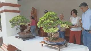 Primera Expo Bonsai y Suiseki CDMX [upl. by Lucas]