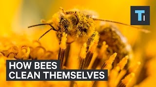 Scientists just discovered how bees clean themselves [upl. by Ken]