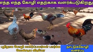 எந்த எந்த கோழி எதற்காக வளர்க்படுகிறதுபுதிதாக கோழி வளர்ப்பவர்கள் பார்க்க வேண்டிய வீடியோ [upl. by Anitroc563]