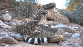 Western Diamondback Rattlesnake Strikes Camera [upl. by Anazus442]