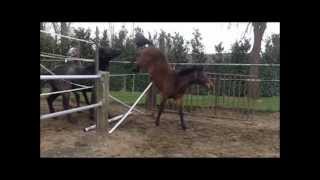 foals 2011 jumping wmv [upl. by Fraser]