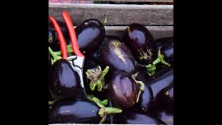 Aubergines buiten kweken Dat kan [upl. by Pearla]