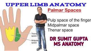 SPACES OF HAND ANATOMY Midpalmar spaces  Thenar spaces  Pulp spaces [upl. by New]