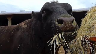 Gigantic bull comically stuffs his face with hay [upl. by Gujral326]