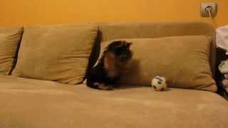 Funny Yorkshire Terrier puppy barking at toy ball [upl. by Anehsuc]