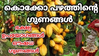 വീട്ടുമുറ്റത്തും വളർത്താം കൊക്കോകൊക്കോ ചെടിയുടെ ഗുണങ്ങൾ അറിവുകൾ മലയാളംinformation about Coco plant [upl. by Lesser]