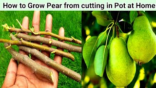 How To Grow An Pear trees from Stem [upl. by Eiralav]