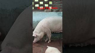 The Science Behind Pig Fattening pig pigfarmvideo pigfeed farm animals large farm [upl. by Fulviah]