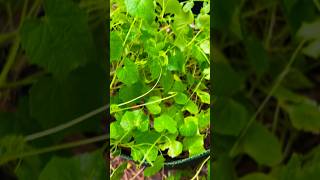 Cucamelon Plants All Tangled Up backyardgardening homegardening backyardhomestead garden [upl. by Nicolis]