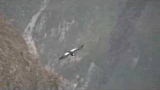 The Andean Condor [upl. by Baskett118]