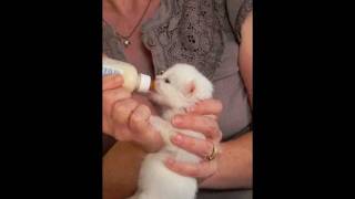 Feeding Bottle Baby Kittens [upl. by Atteuqnas578]