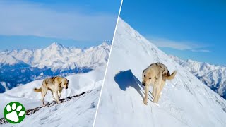 Hund folgt stundenlang Skifahrer [upl. by Verla967]