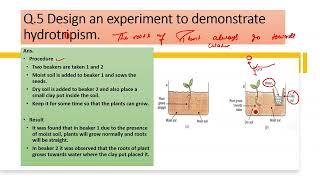 Design an experiment to demonstrate hydrotropism [upl. by Ajet]