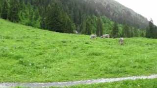 Climbing Grosse Scheidegg to the sound of cowbells [upl. by Rebmak]