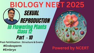 NCERT Class 12  Endosperm and embryo  Post  fertilization  Structure amp Development [upl. by Mota]