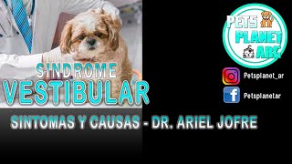 Síndrome vestibular en perros Causas síntomas y tratamiento 🐶 🐶 [upl. by Regina]