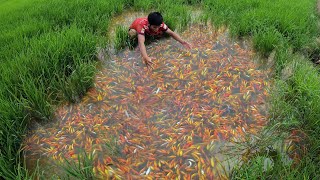 Super Amazing Found A Lot Ranchu Ryukin Goldfish amp KOi Fishes in Rice Field [upl. by Egroj]