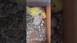 Baby parakeet sleeping on its mama birds budgies parakeet birdslover [upl. by Aseen]