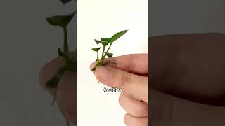 ALL About Anubias  EASY Aquatic Plant [upl. by Scottie155]