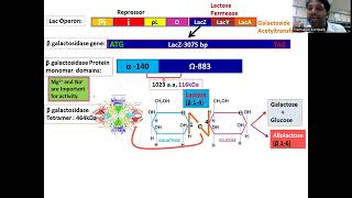 Beta Galactosidase  Reporter gene LacZ Lac operon  pUC18 Alpha complementation [upl. by Levison]