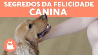 10 coisas que fazem um CACHORRO FELIZ [upl. by Assenar]