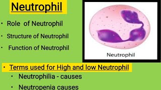 High Neutrophil Count in blood test  high neutrophils in blood  neutrophil count  neutrophils [upl. by Verna]