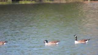 A gaggle of geese swimming [upl. by Roseanna]