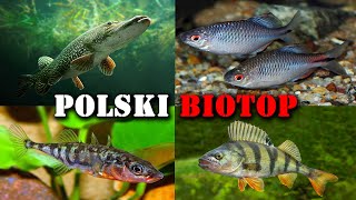 Polskie RYBY w Akwarium 🐟 Akwarystyka Zimnowodna [upl. by Notyal]