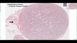 Histological Structure of the Testis 4K [upl. by Munn575]