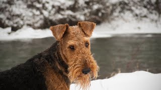 Airedale Terrier amp Kids The Perfect Match [upl. by Nolyad810]