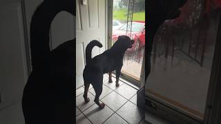 Tail up Rottweiler sees something germanrottweiler rottweilerlife barking guarddog [upl. by Tarsuss223]