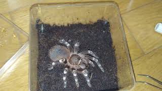 Acanthoscurria geniculata 피딩 [upl. by Cutter795]