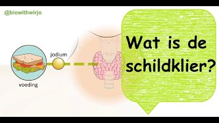 Wat is de schildklier [upl. by Kobi]